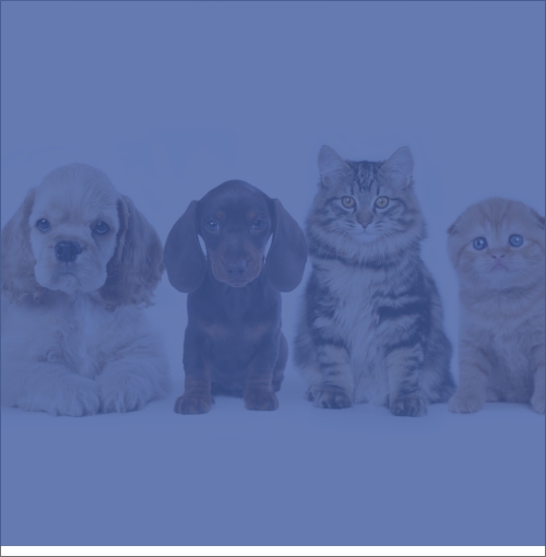 Explore Pet Franchise Opportunities Franchising Path